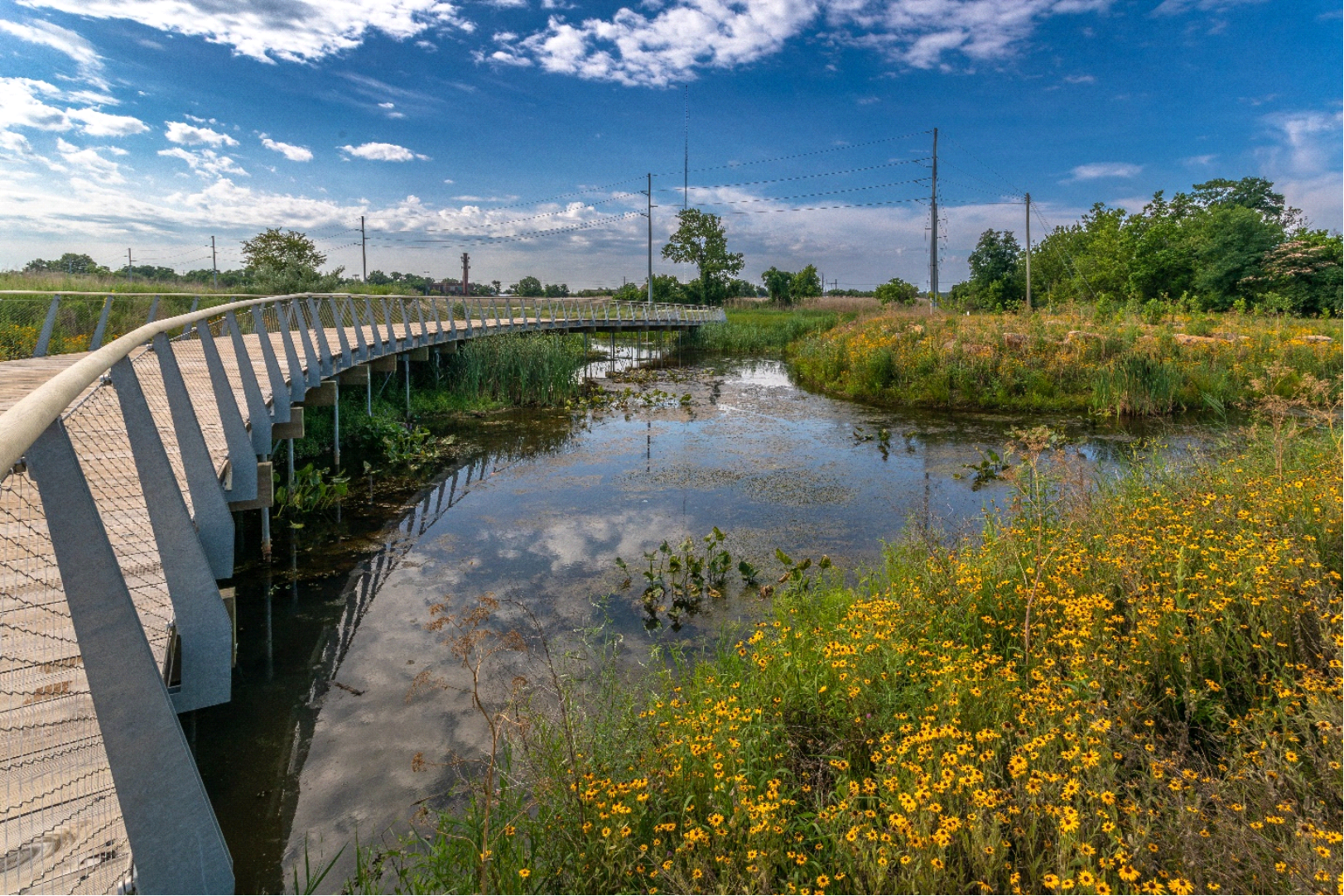 Walkway Spanning over a Creek and Yellow Flowers